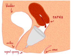 Why a menstrual cup? – Holistic Health Clinic